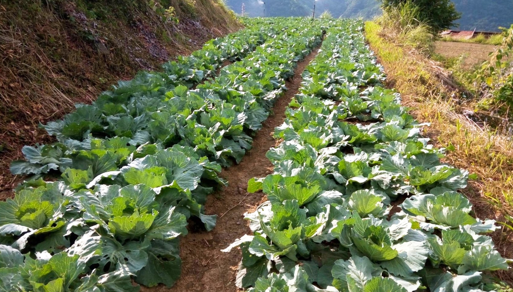 支持偏鄉小農